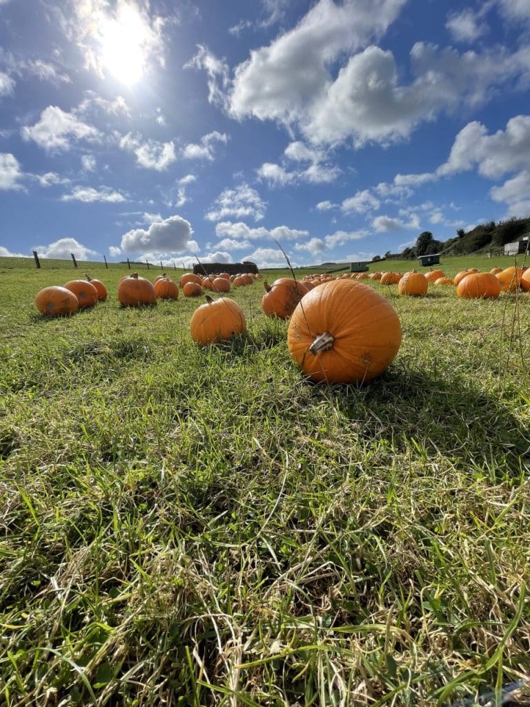 Pumpkins in the field