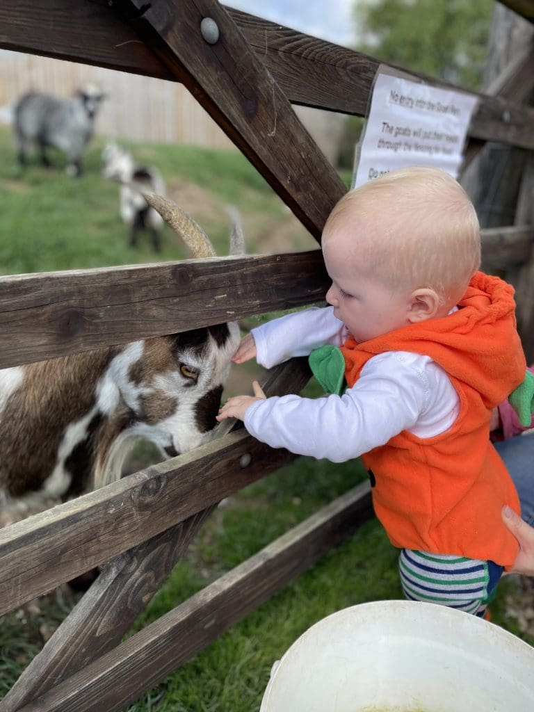 Stroking the goats