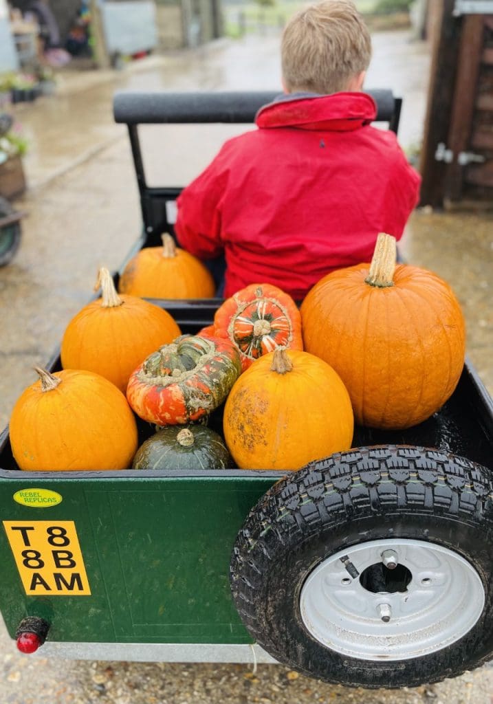 Roo and his pumpkins