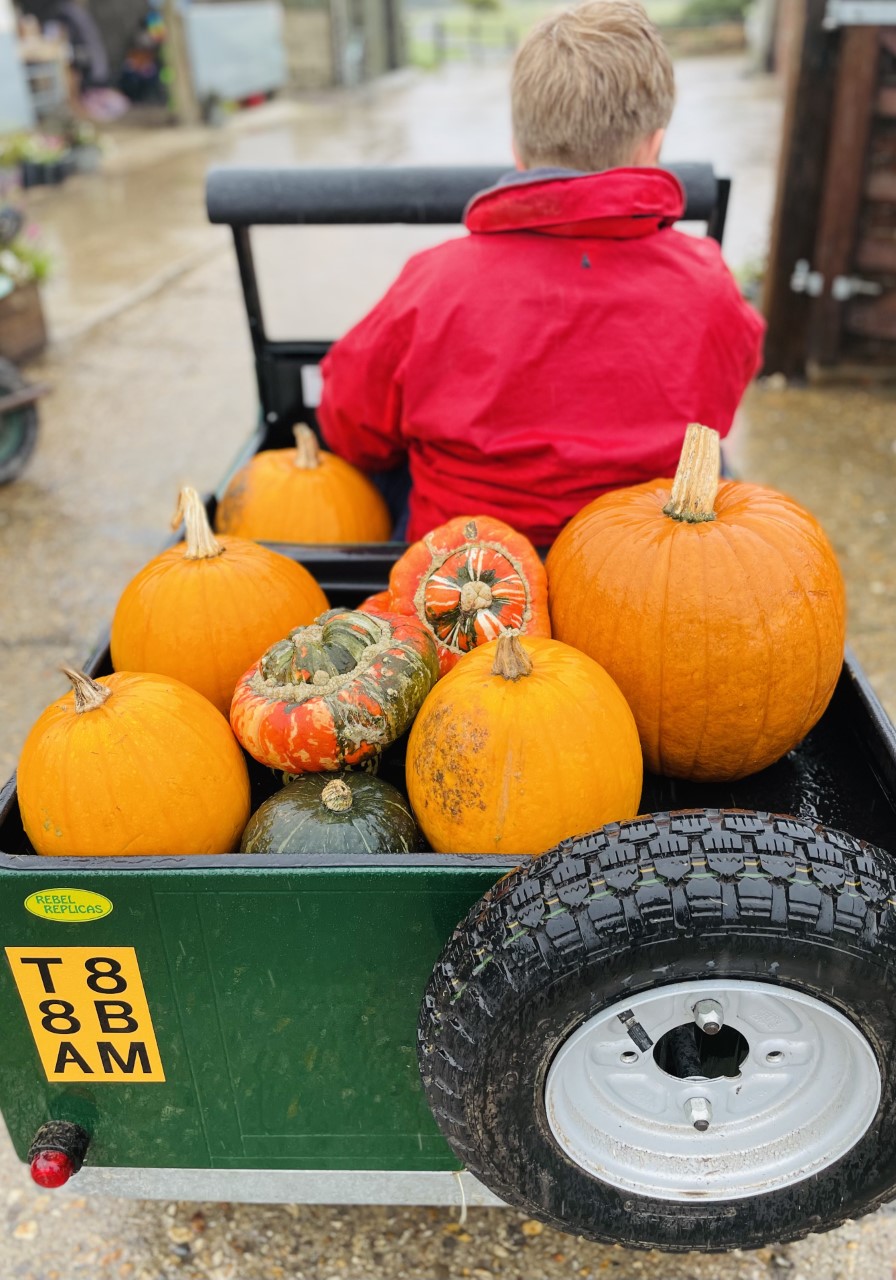 ... Roo and his pumpkins