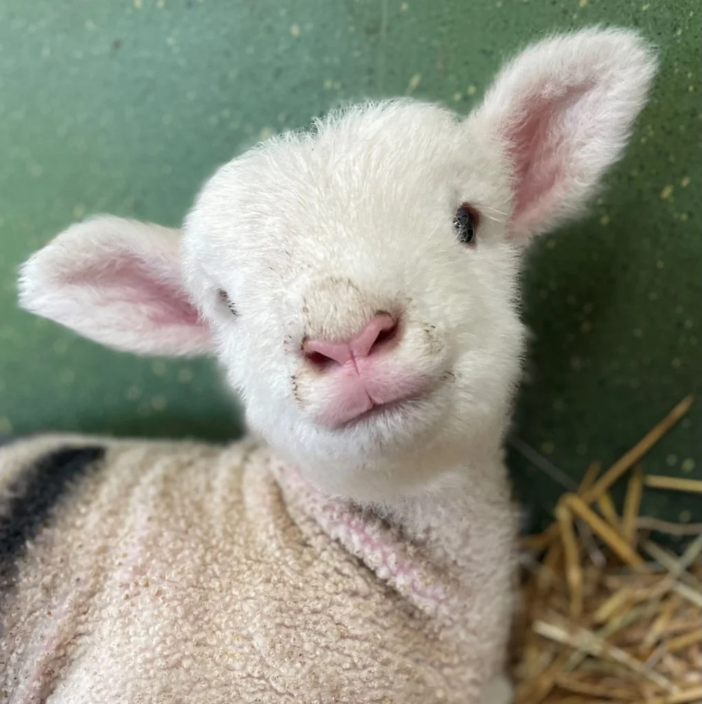 Lambing at Dewflock 2024