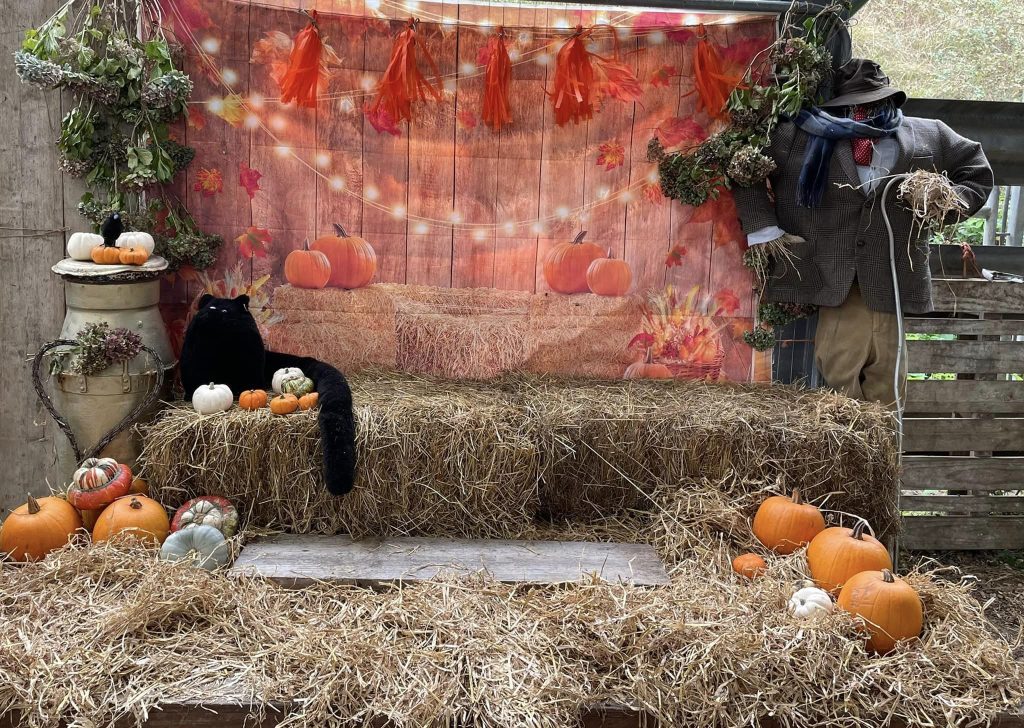Pumpkin scene